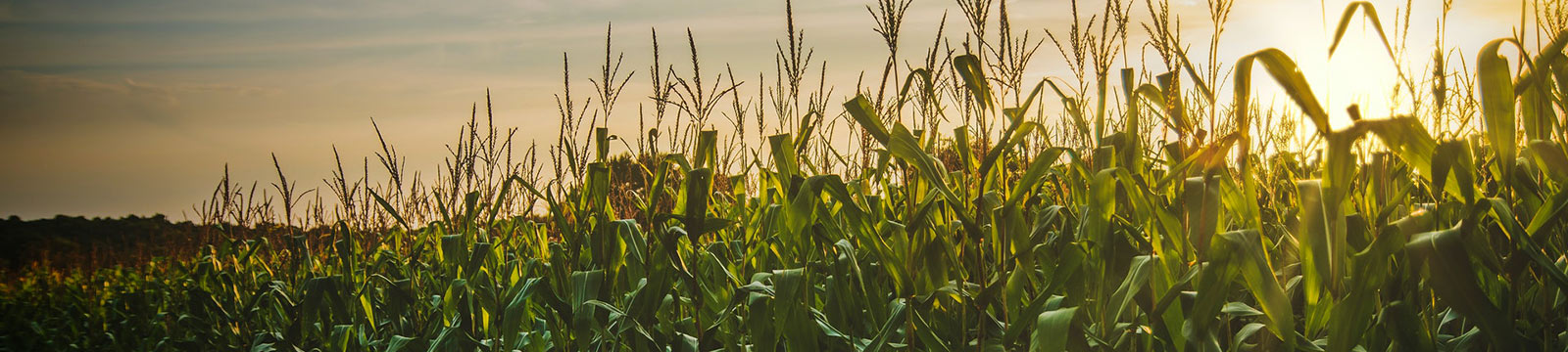 Cornfield at dusk.