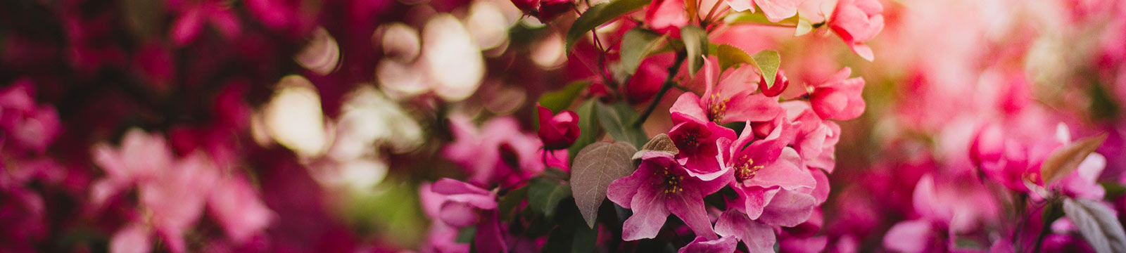 Close up of blooming trees.