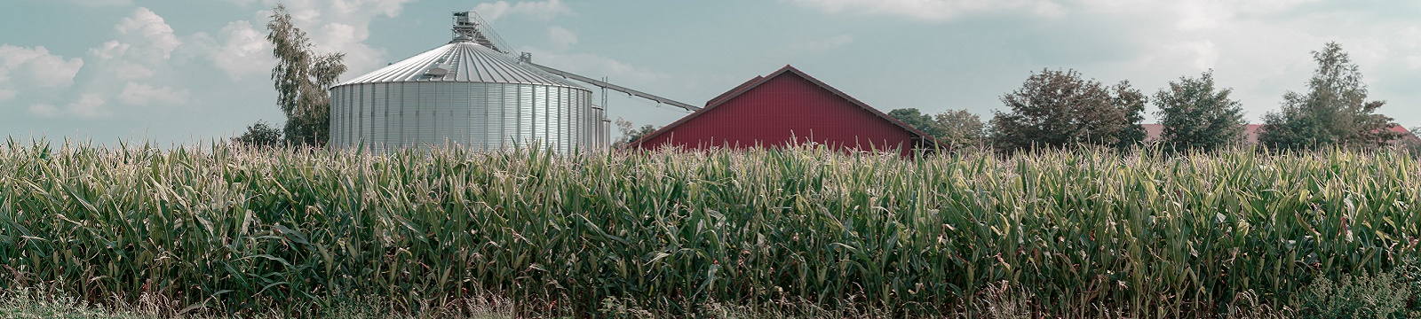 Cornfield with a grain bin and barn